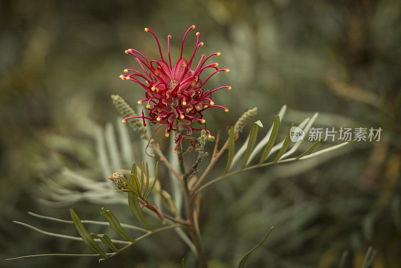 粉红色开花植物特写镜头