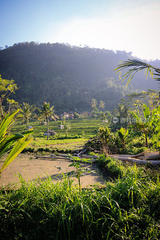 巴厘岛的稻田