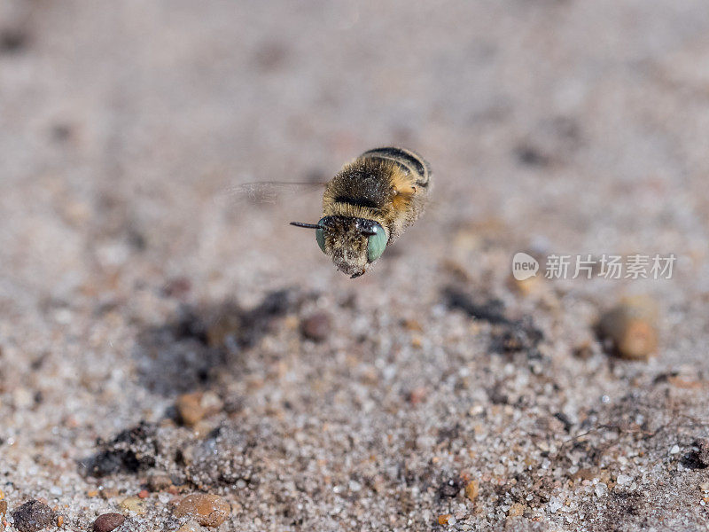小蜜蜂-花冠蜂在沙地低飞