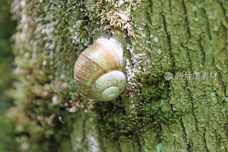 树上的大蜗牛。
