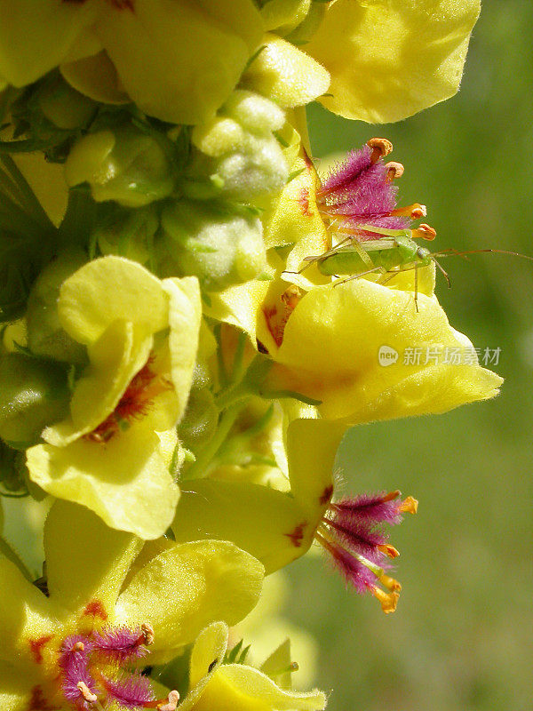 黑毛蕊花