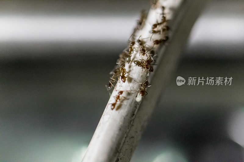 一群蚂蚁在电缆上行走