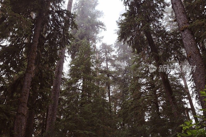 树木中的晨雾，何氏热带雨林，奥林匹克国家公园，华盛顿