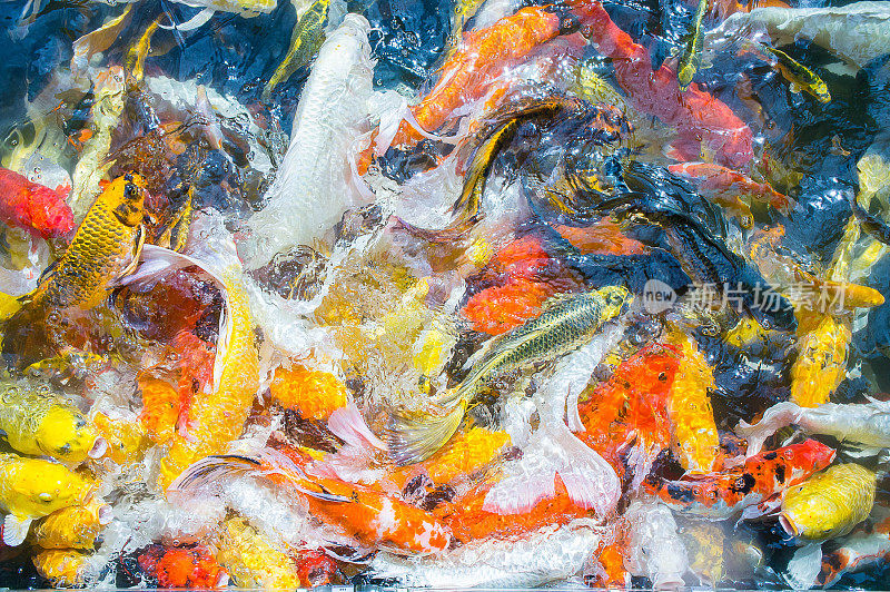 彩色垃圾鱼顶视图池塘在公园，花哨的垃圾鱼表面的水