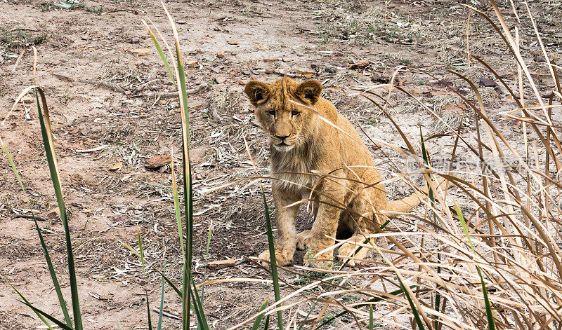 年轻的非洲狮幼崽坐在草芦苇后面