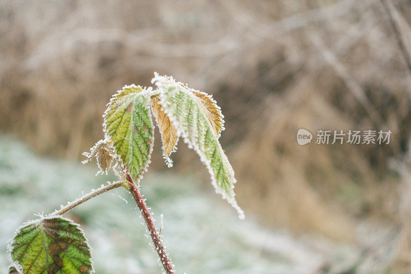 冬天的早晨有霜