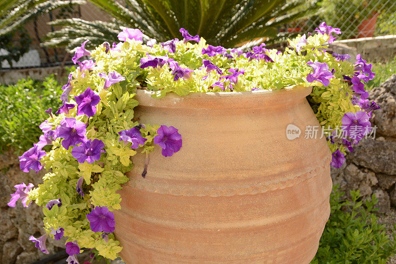 正面的观点，一个悬挂的紫色牵牛花站在赤陶土花盆。