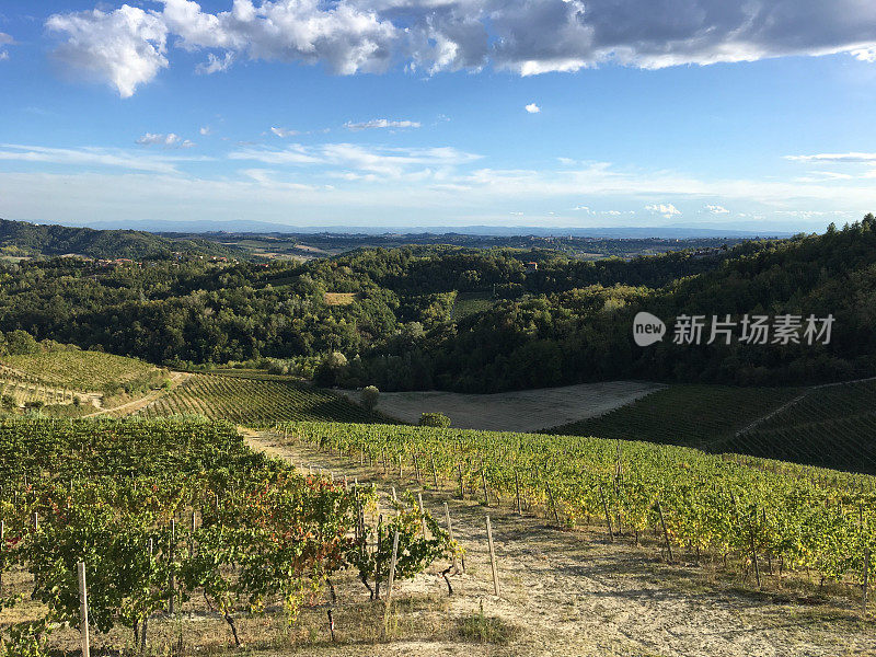 在秋天的葡萄园。Monferrato、山麓、意大利。