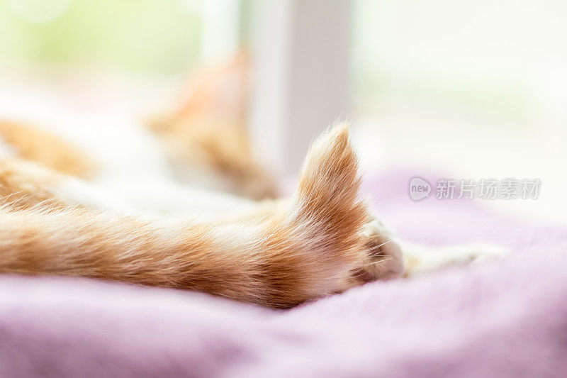 红白相间的小猫睡在紫色的毯子上