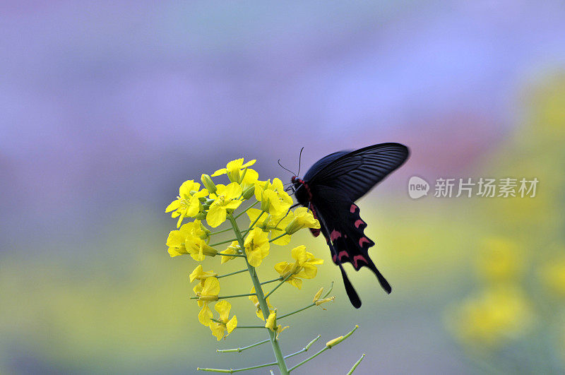 油菜花上的蝴蝶