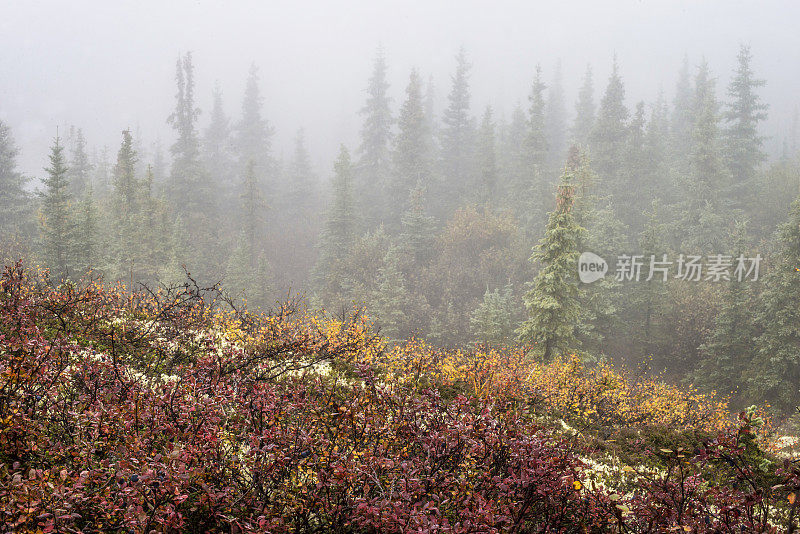 在雾气笼罩的森林旁边，有一堆成熟的蓝莓。