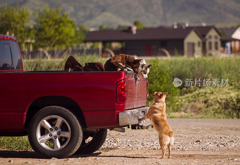 牛仔牧羊狗在美国犹他州的小卡车里等待