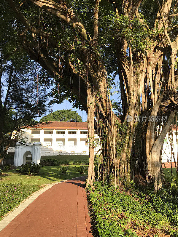 新加坡坎宁堡公园的榕树