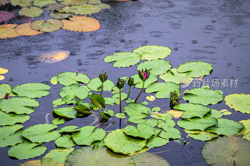 睡莲在夏天的雨下盛开