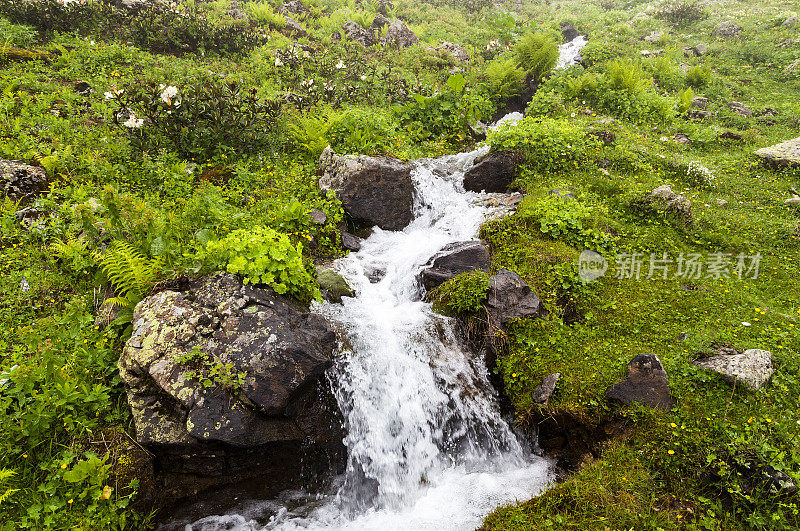 水面上新鲜的绿叶