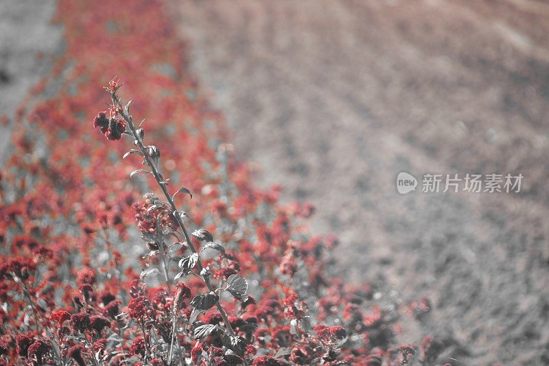 一片开着红花的农田