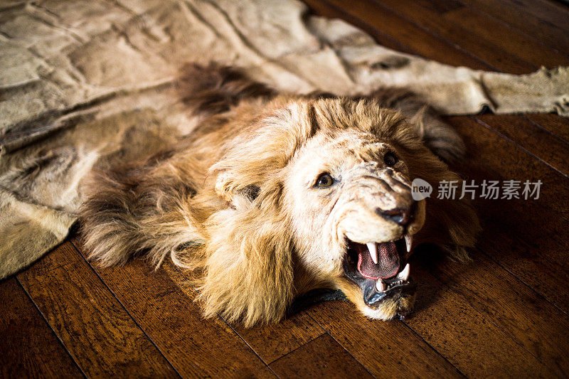 橡木地板上的凶猛狮子皮地毯