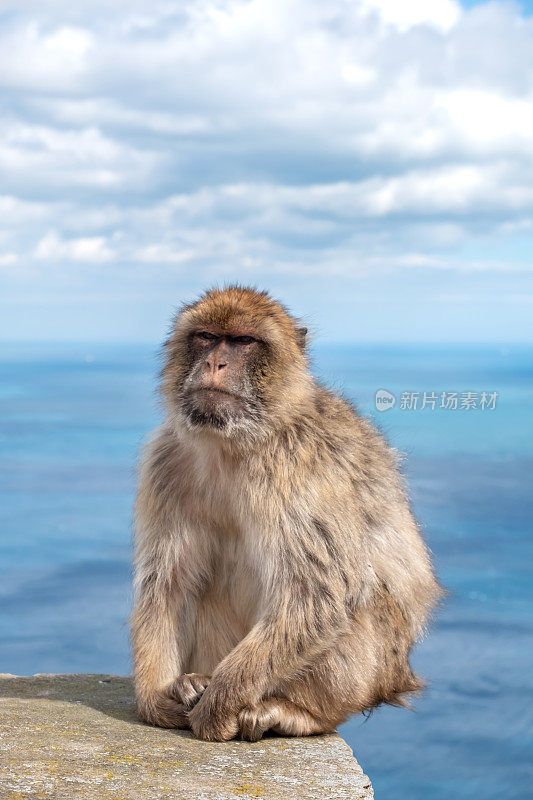 直布罗陀岩的巴巴里猕猴