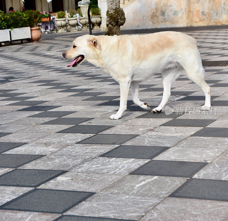 西西里的拉布拉多寻回犬