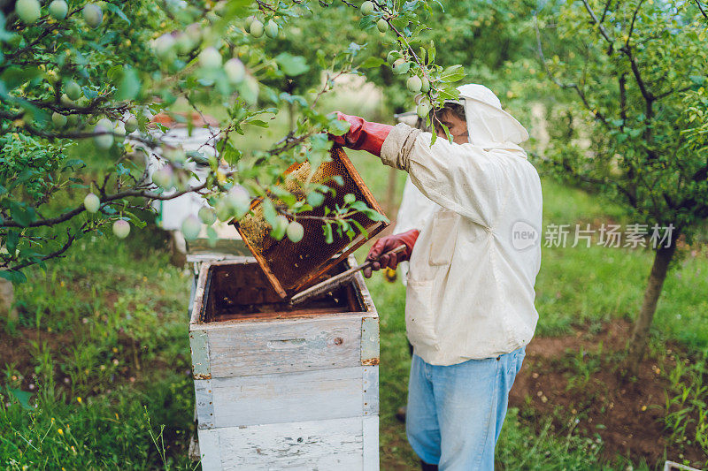 养蜂人从蜂箱里收集蜂蜜