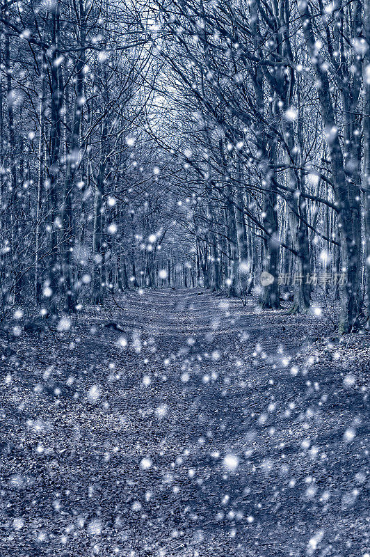 在英国东约克郡，冬天的景象，雪落在一条林荫道上。