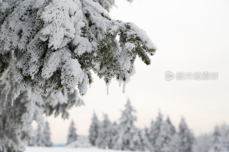 德国温特堡，一棵白雪覆盖的松树