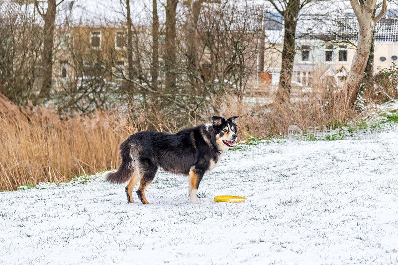 雪中的博德牧羊犬