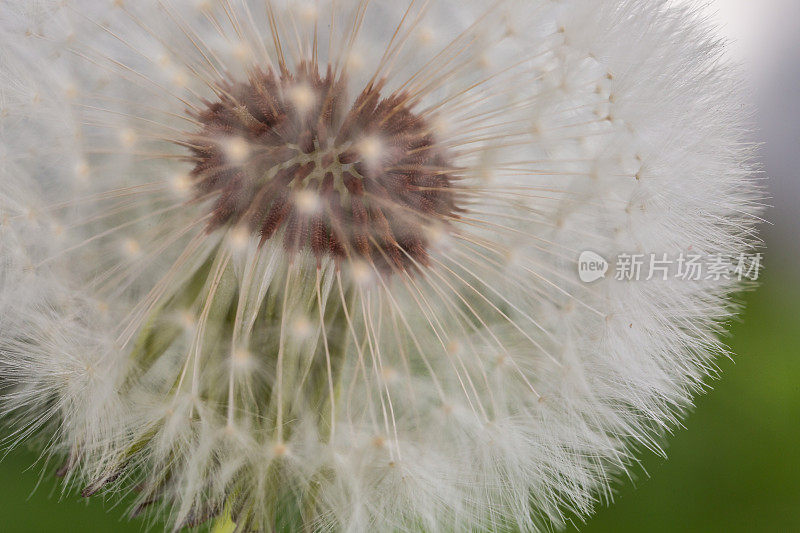 花园里的蒲公英花和种子的微距图像