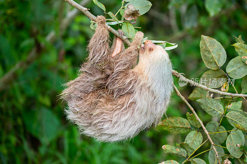 哥斯达黎加托图盖罗国家公园的二趾树懒