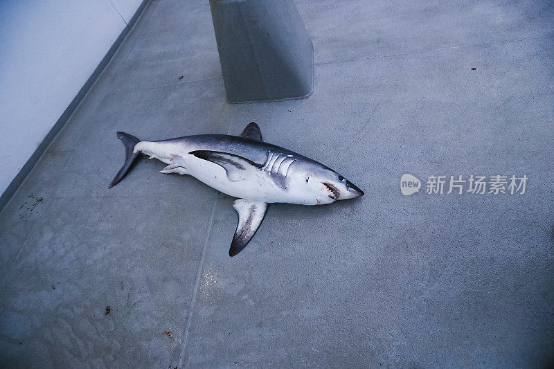 鲨鱼在甲板上作为钓鱼副捕获物