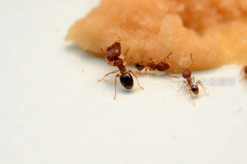 蚂蚁在白色薄纸上捕捉蛋糕