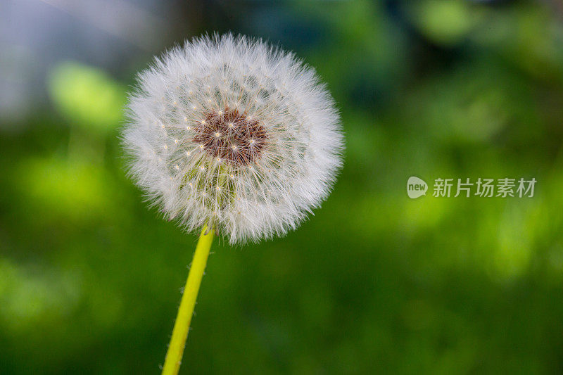 花园里的蒲公英花和种子的微距图像