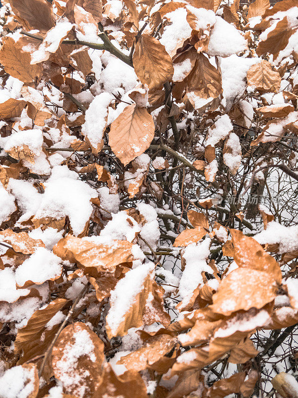 秋叶带着雪花细落在地上，