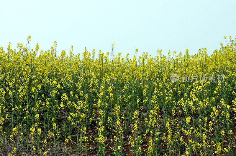 油菜花领域