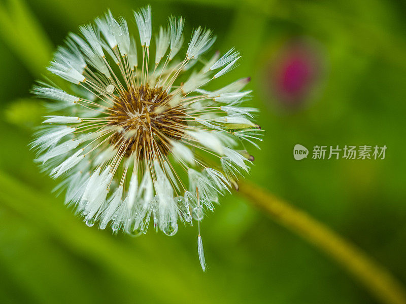 奥地利的莫斯维尔特尔梨产区