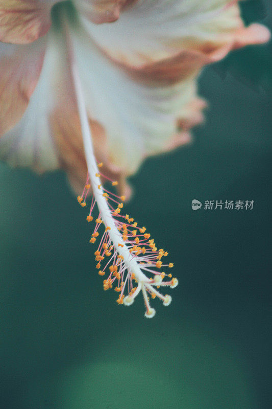 芙蓉花的特写