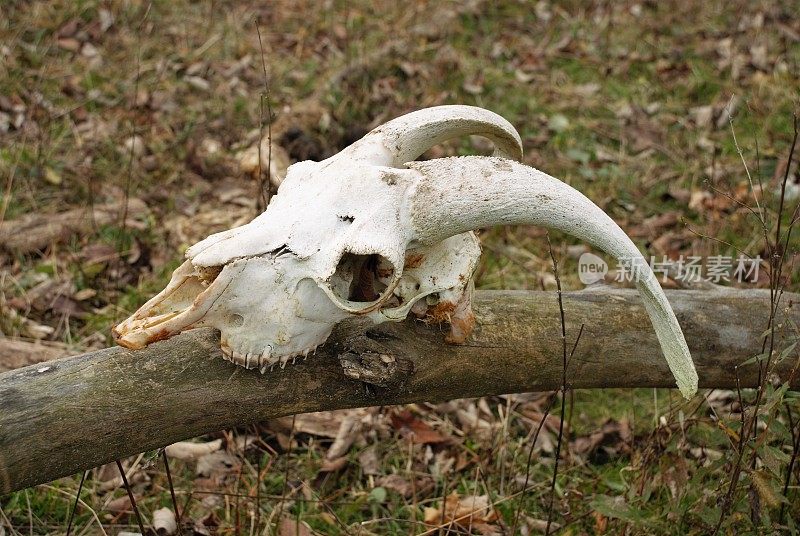 动物骨架山羊头骨