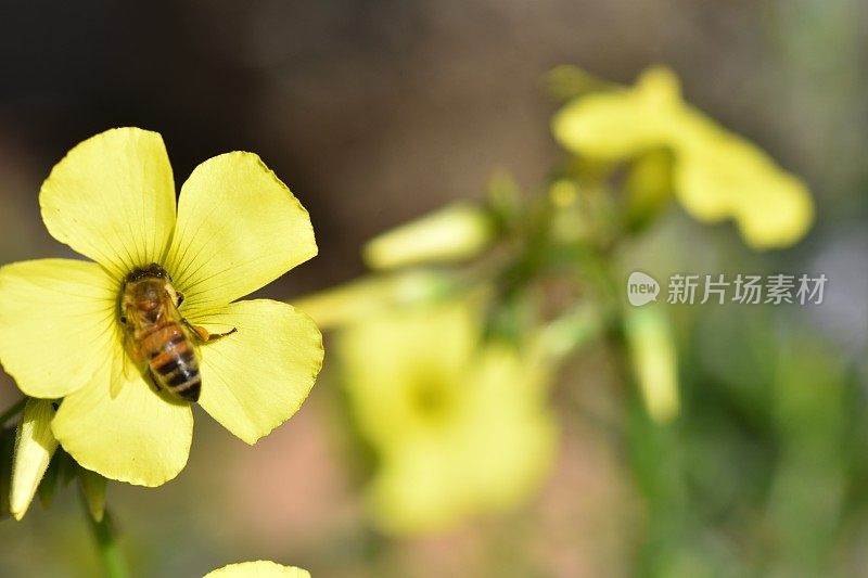 蜜蜂从花中吸取花蜜