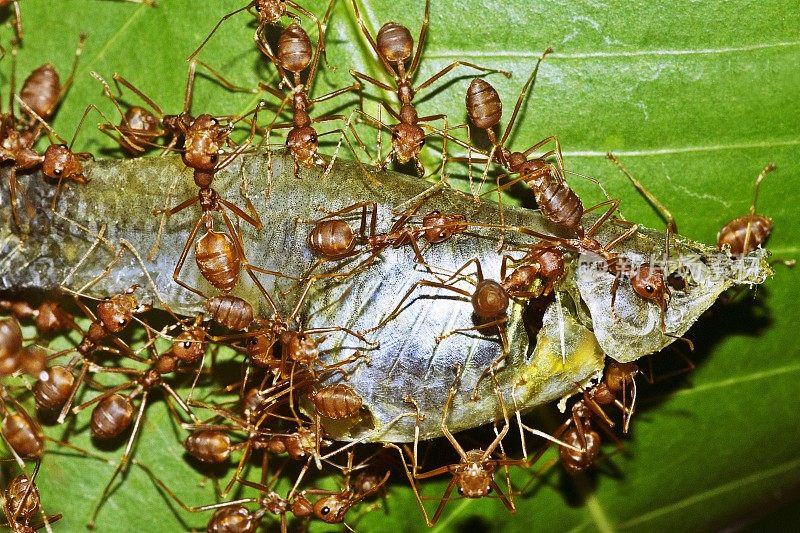 蚂蚁大军搬运鱼。