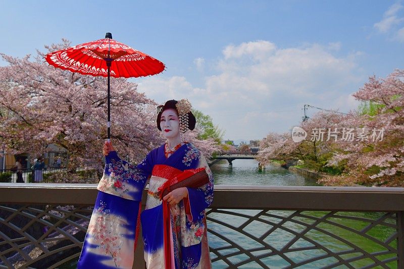 穿着美子服饰的日本女人在京都的桥上欣赏樱花