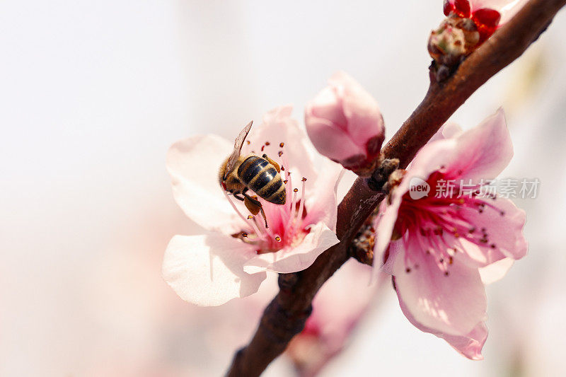 樱花与蜜蜂的特写