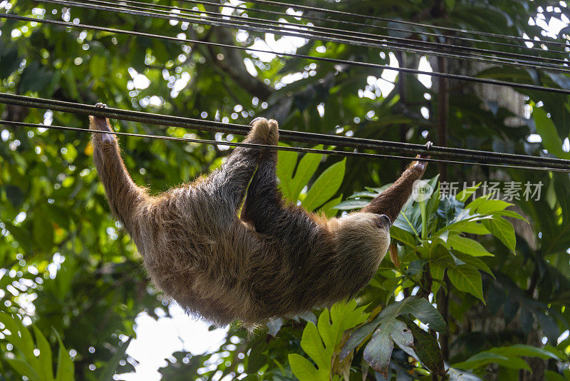两趾树懒挂在哥斯达黎加的电线上。