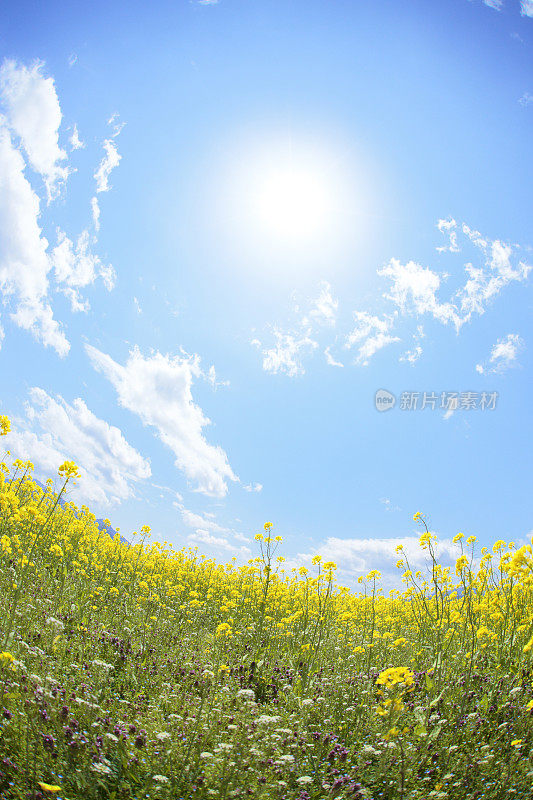 阳光在天空中照耀着一片片油菜花。日本长野县Iiyama