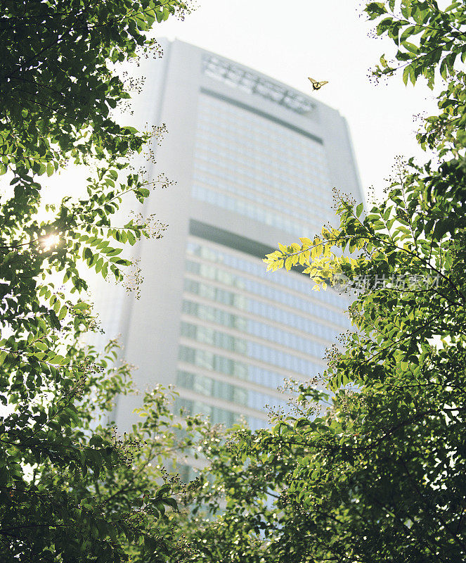 树旁有蝴蝶，背景是摩天大楼，低视角