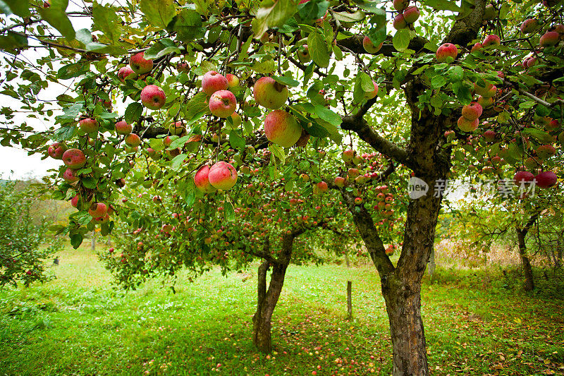 有红苹果的苹果树