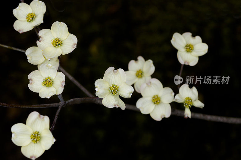 白色的山茱萸花