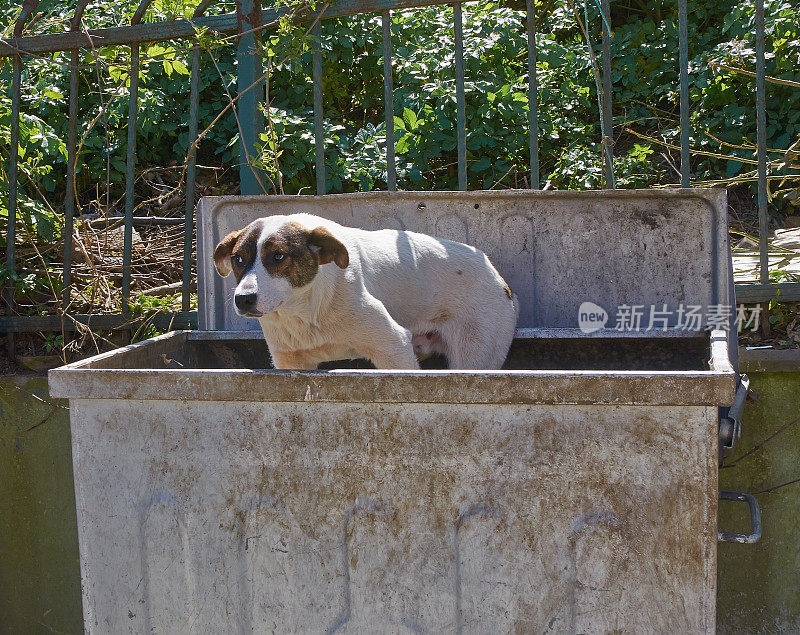 流浪狗在垃圾桶里。