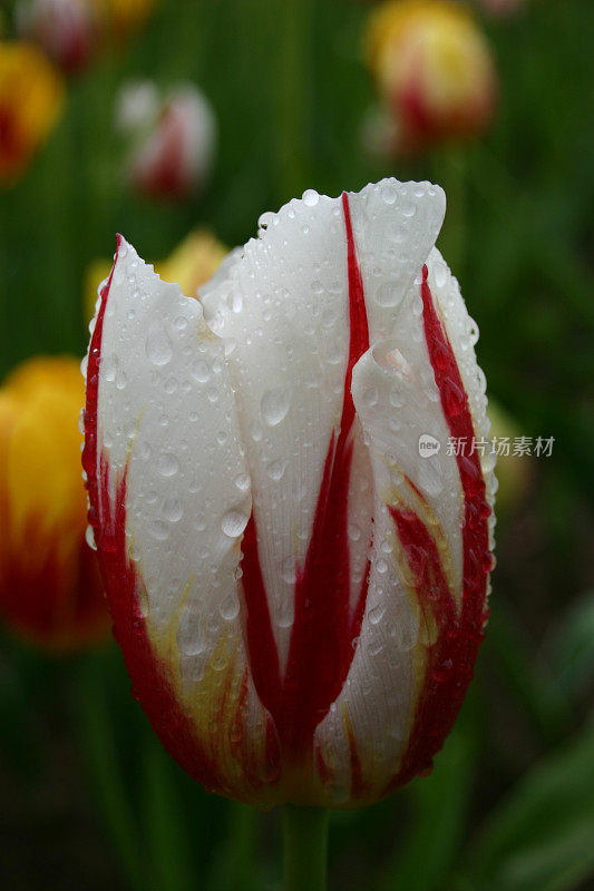 白的、黄的、红的郁金香被雨水溅得水花四溅