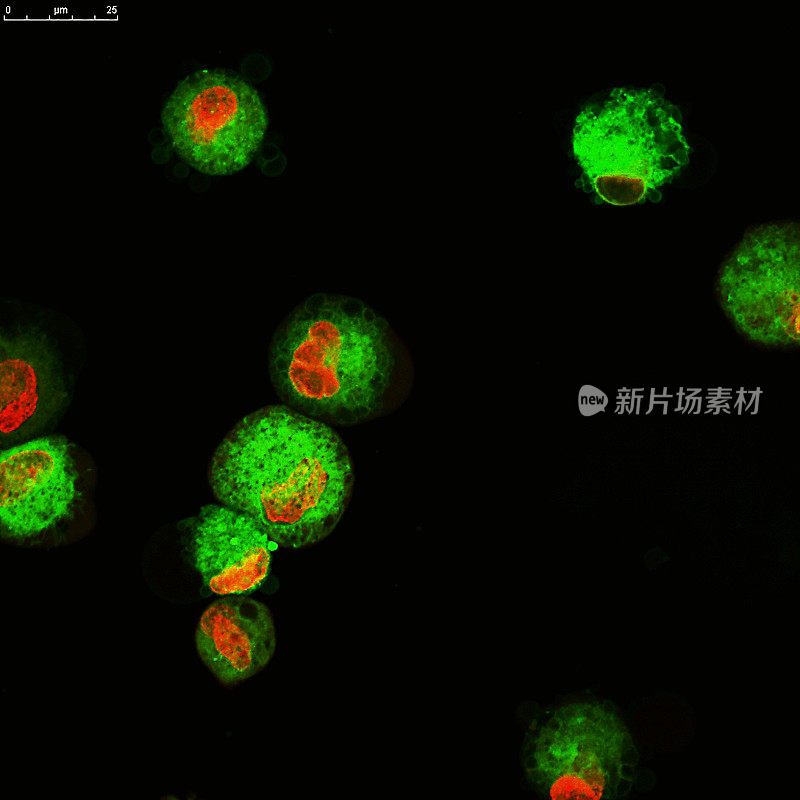 白血病细胞用荧光分子标记