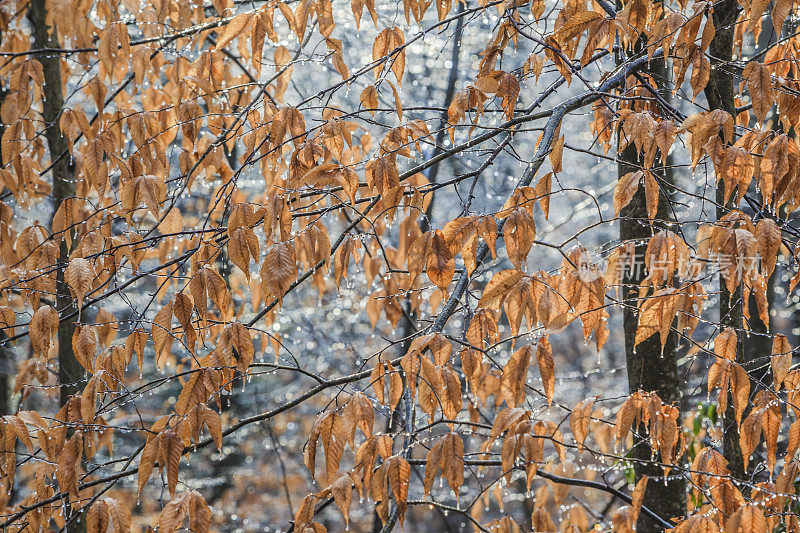 冻雨过后，树上结满了冰